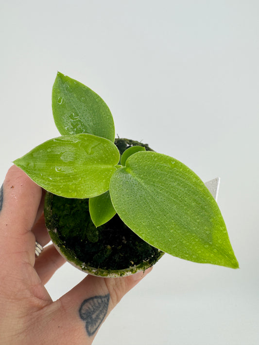 Philodendron Jerry Horne