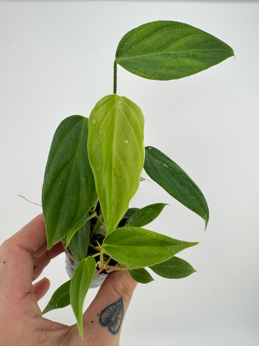Philodendron Nangaritense ‘Fuzzy Petiole’