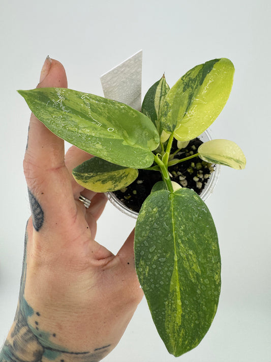 Philodendron Variegated Bipennifolium #2