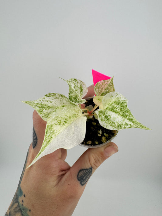 Variegated Anthurium Hookeri pink/albo