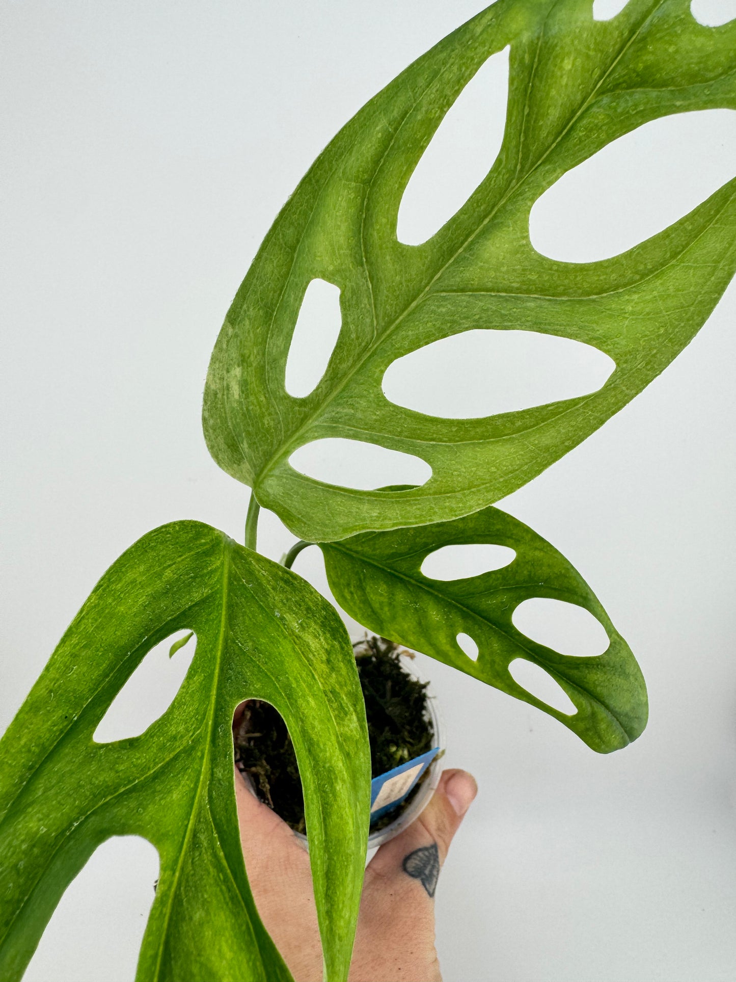 Monstera Adansonii Variegated Indonesian Mint