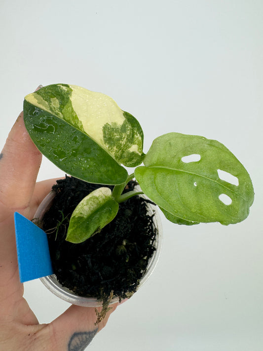 Monstera Adansonii Albo Variegated