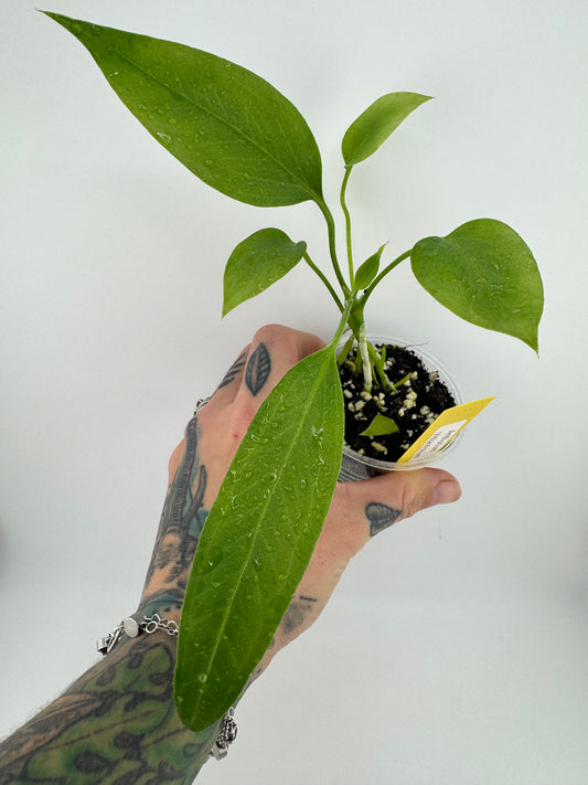 Anthurium vittariifolium