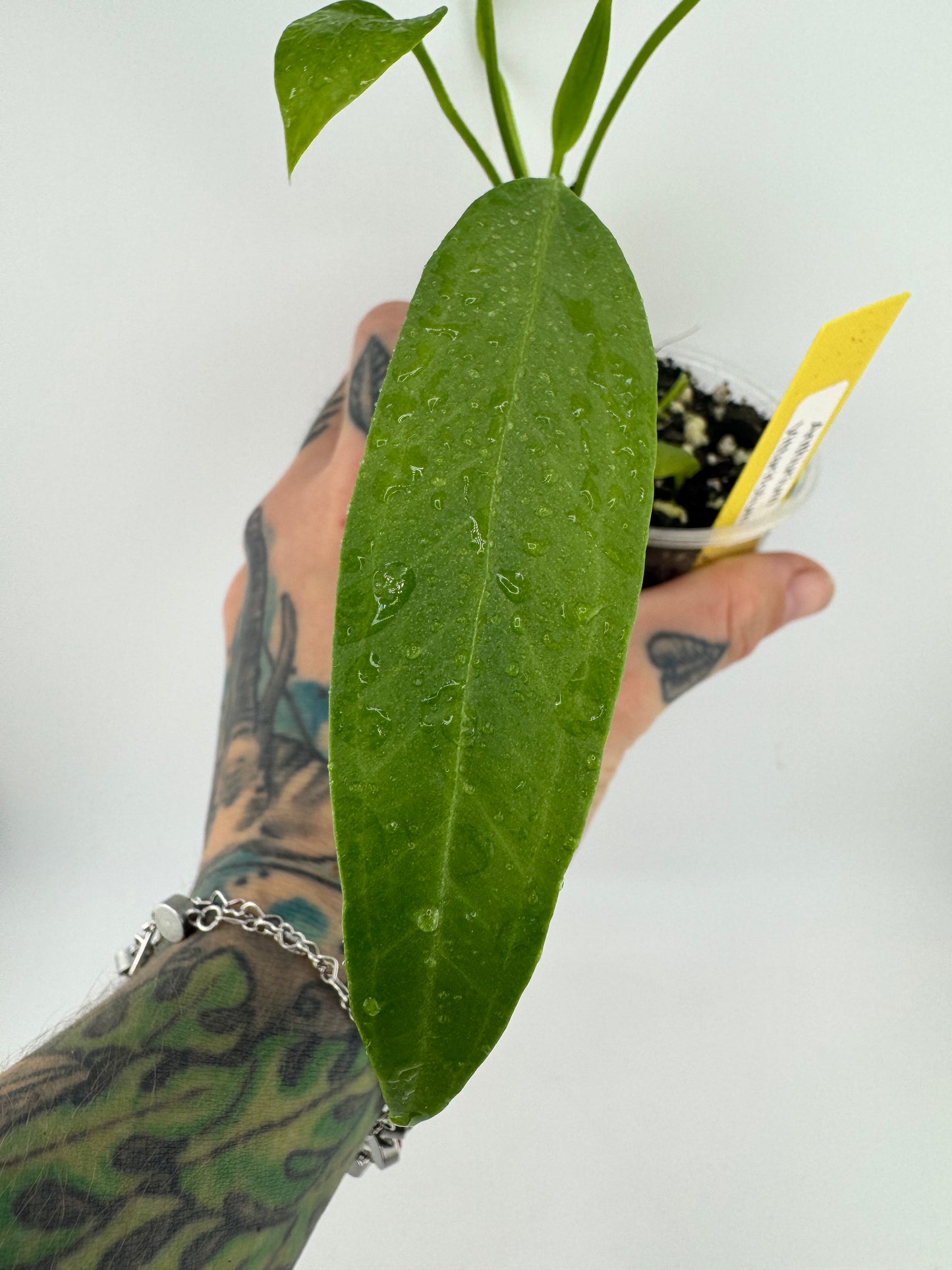 Anthurium vittariifolium