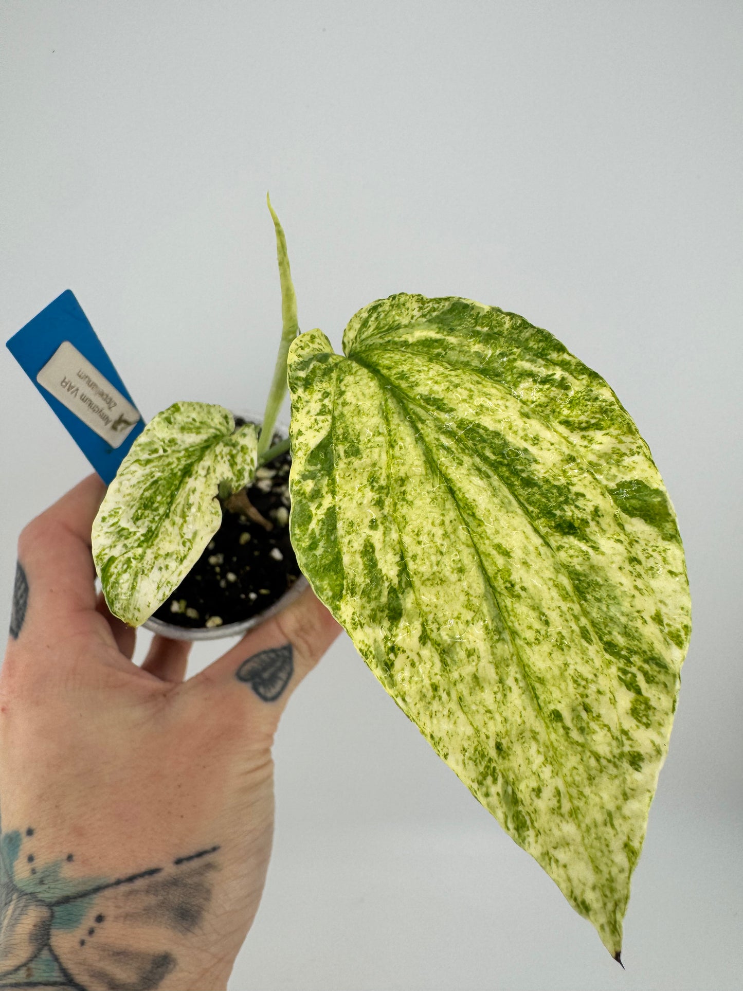 Amydrium Zippelianum Variegated