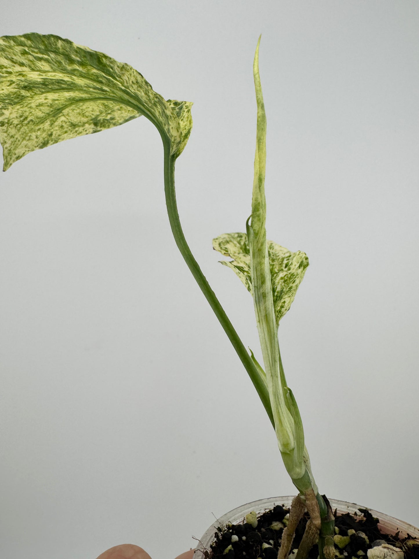 Amydrium Zippelianum Variegated