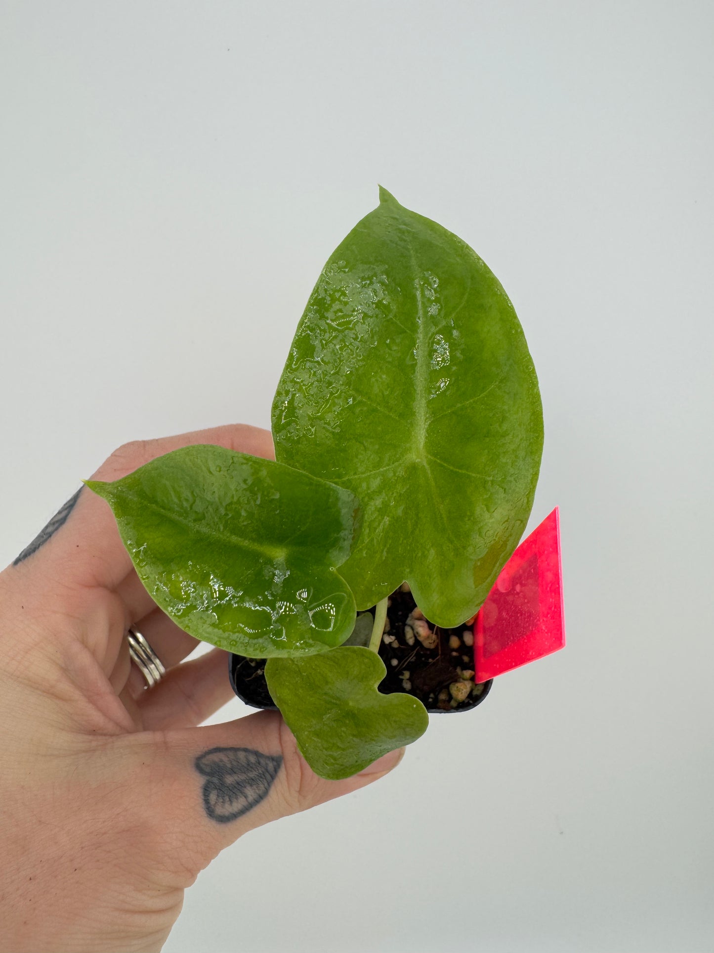 Alocasia Pink Dragon