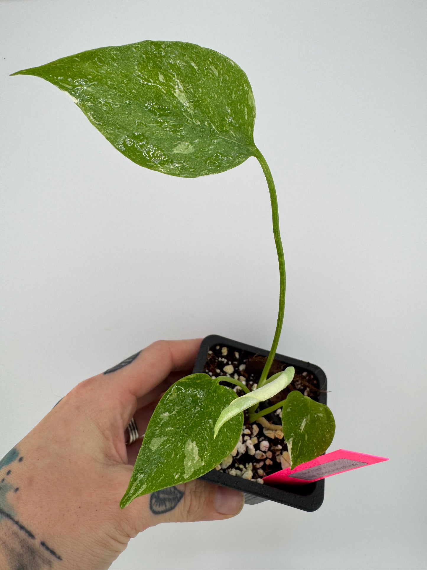 Monstera Variegated Thai Constellation