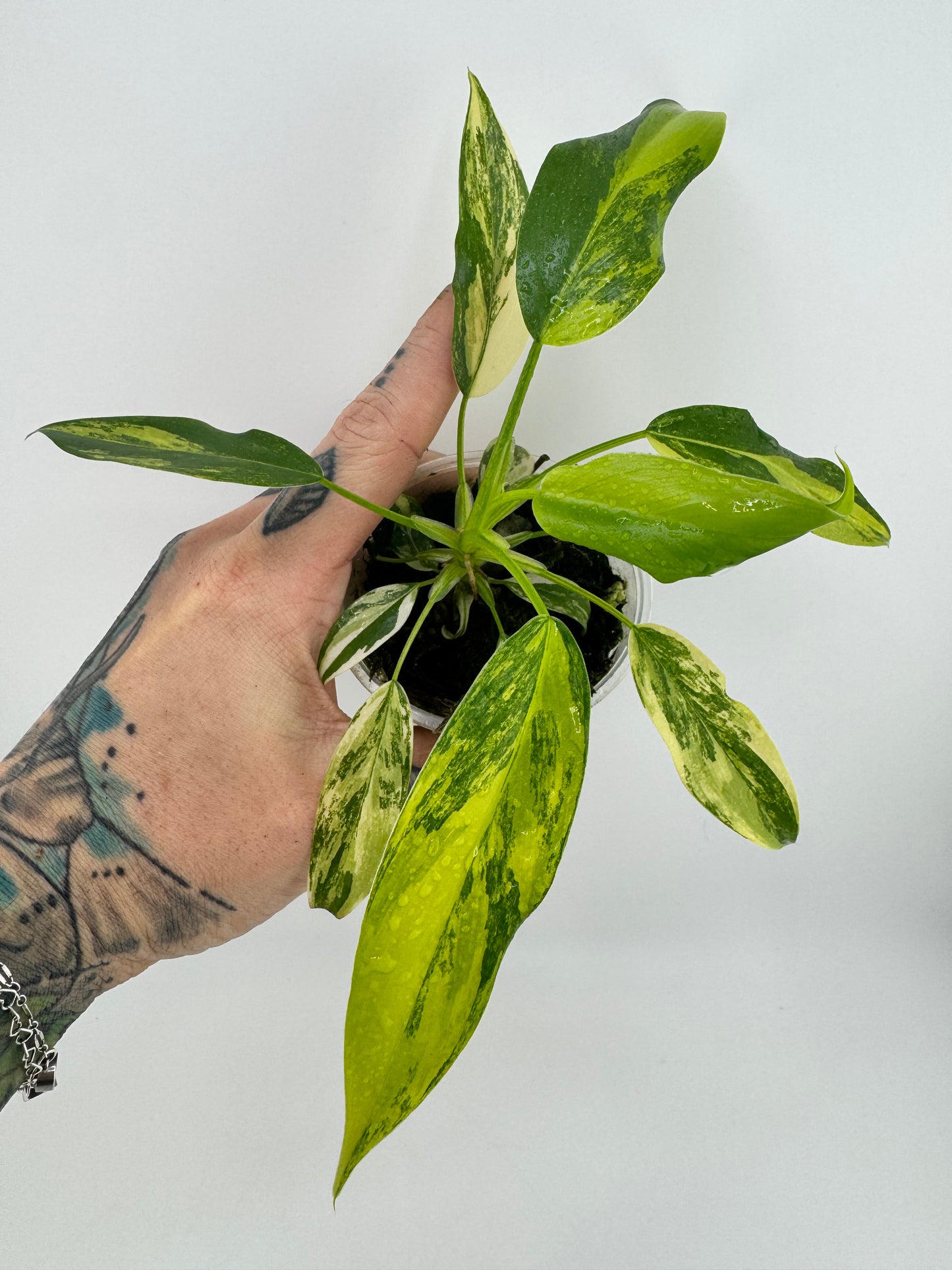 Philodendron Variegated Domesticum