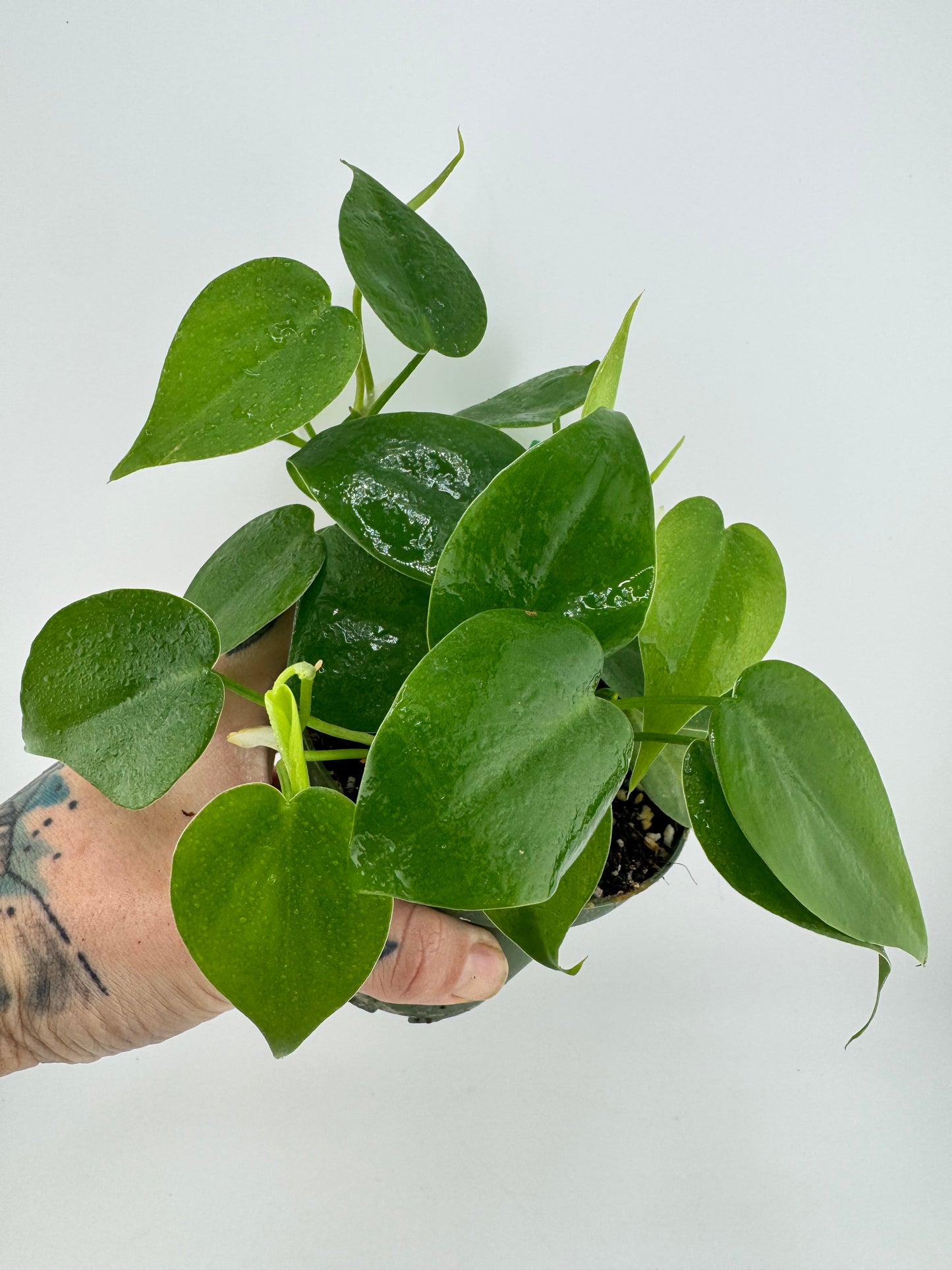 Philodendron cordatum ‘Heartleaf’