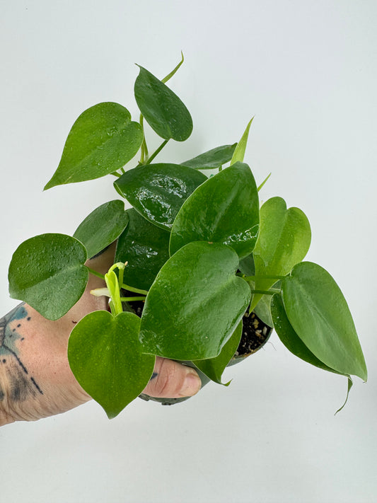 Philodendron cordatum ‘Heartleaf’