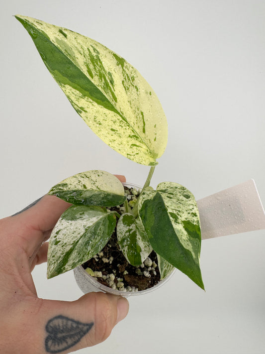 Epipremnum Pinnatum ‘Marble’ Variegated