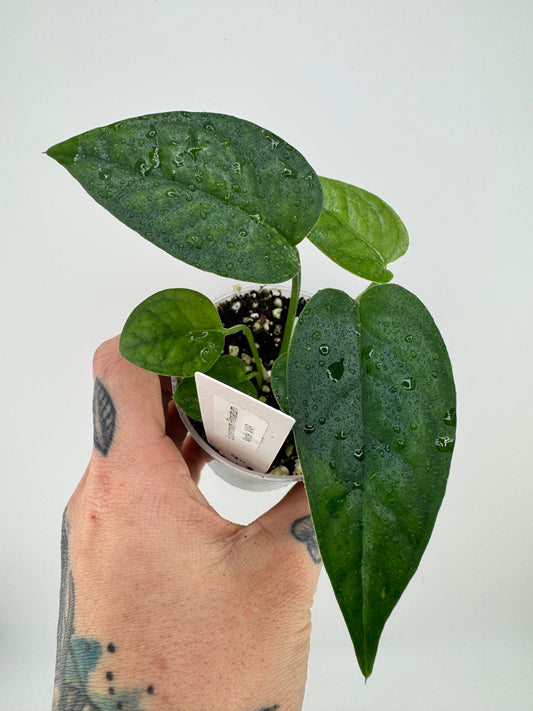 Epipremnum Pinnatum Green