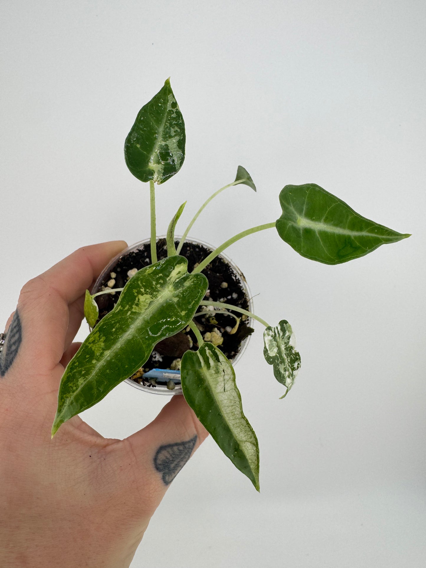 Variegated Alocasia Green Bambino #1