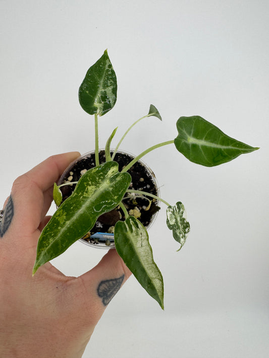 Variegated Alocasia Green Bambino #1