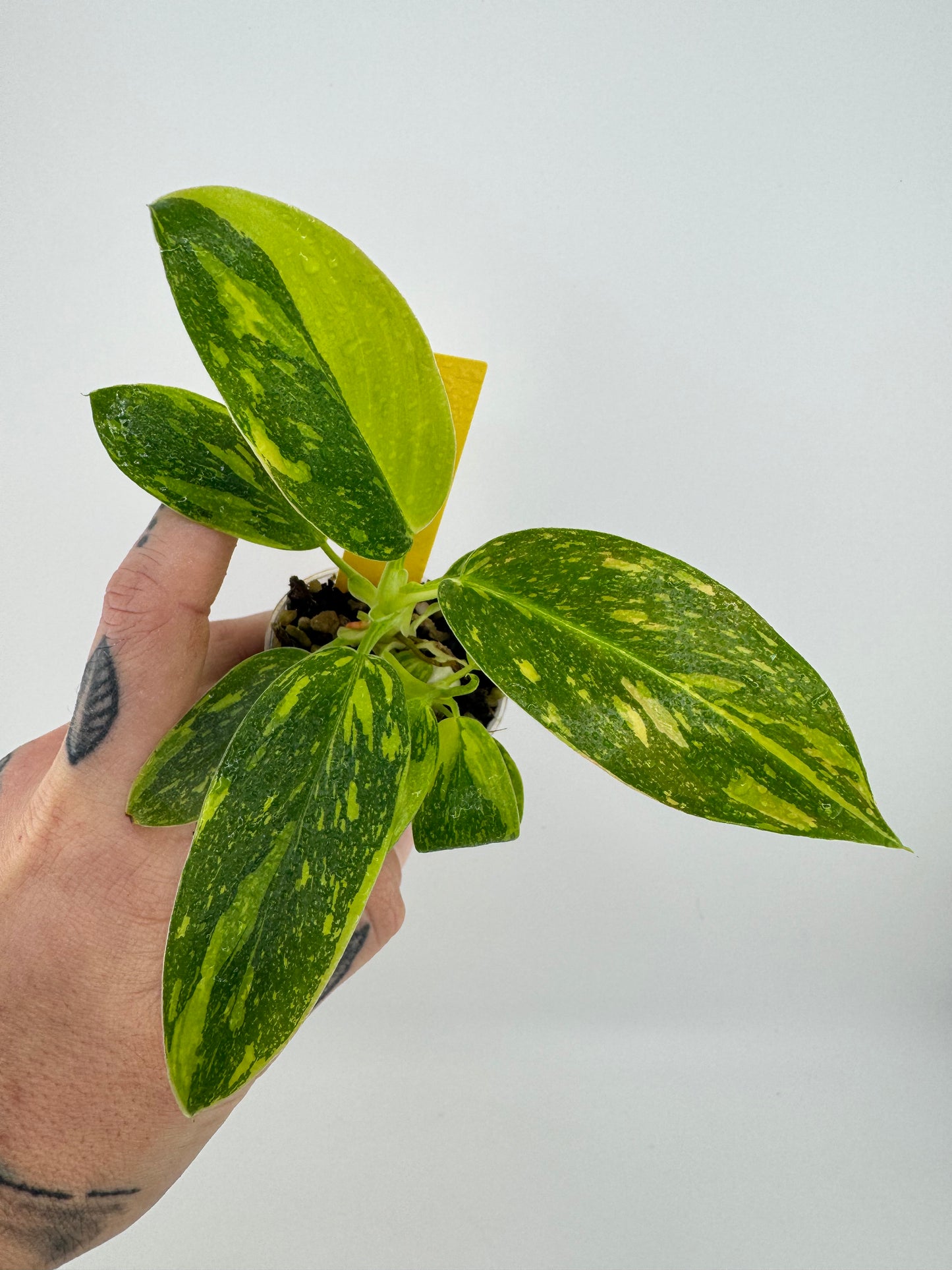 Philodendron variegated Green Congo nuclear