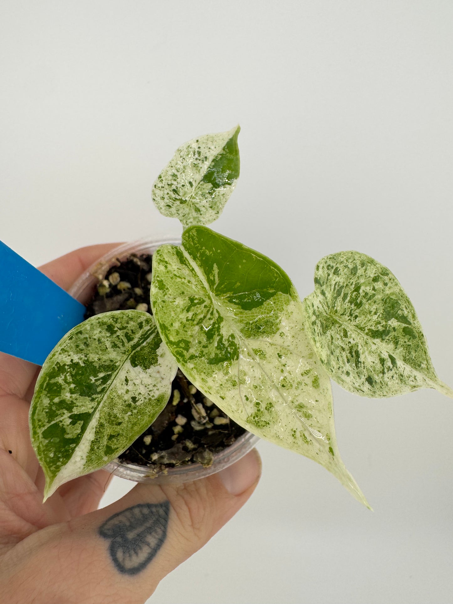 Variegated Alocasia Dragon Scale ‘Mint’ #1