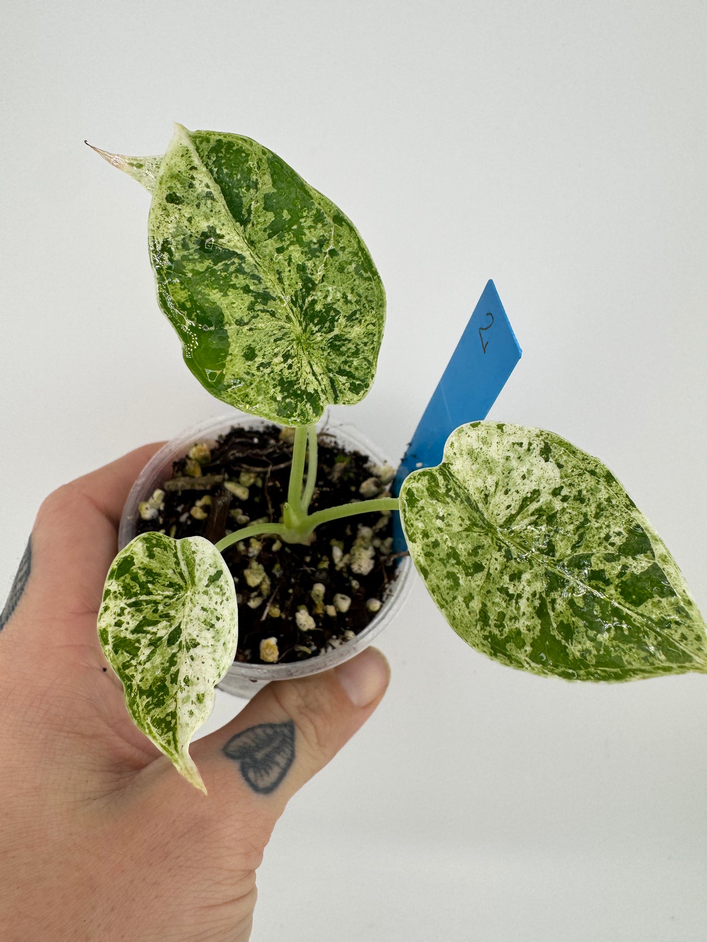 Variegated Alocasia Dragon Scale ‘Mint’ #2