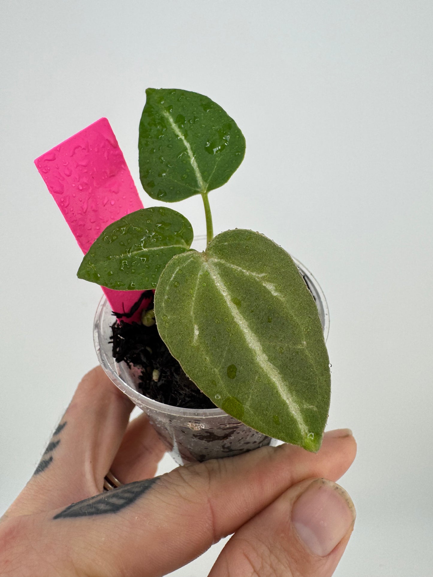 Anthurium (Pink Lemonade X BWM) X Red Raspberry