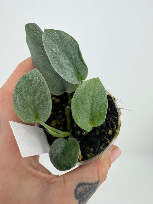 Scindapsus Soooo Silver