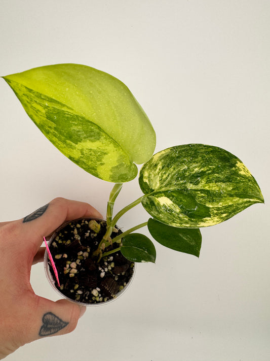 Scindapsus Jade Satin ‘Aurea’ variegated