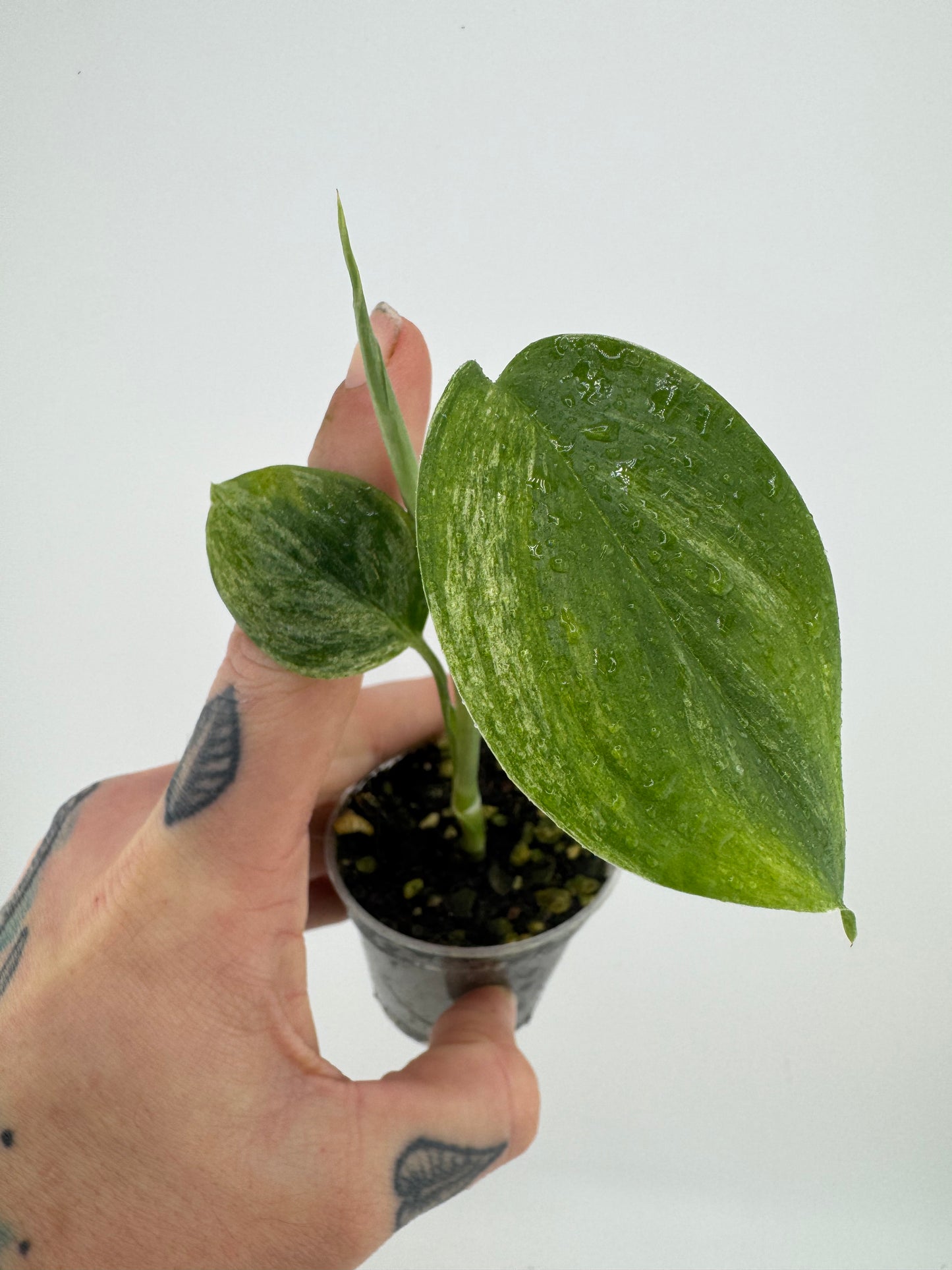 Scindapsus Blue Albo ‘Salaka’ Variegated