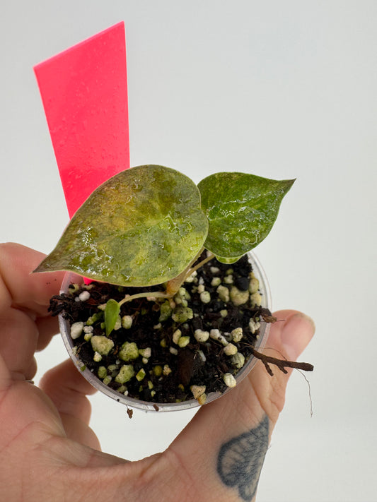 Alocasia Wentii Aurea Variegated
