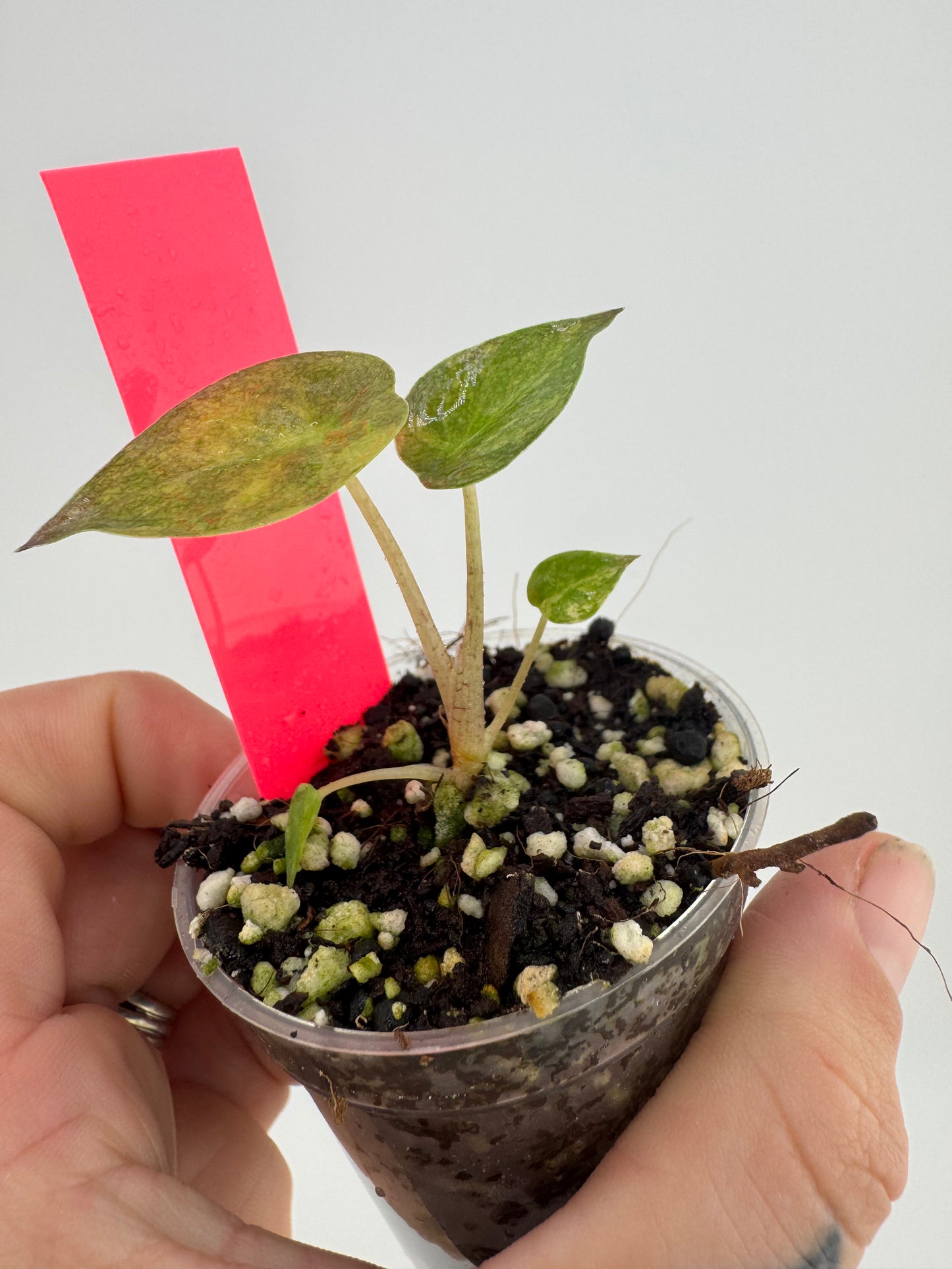 Alocasia Wentii Aurea Variegated