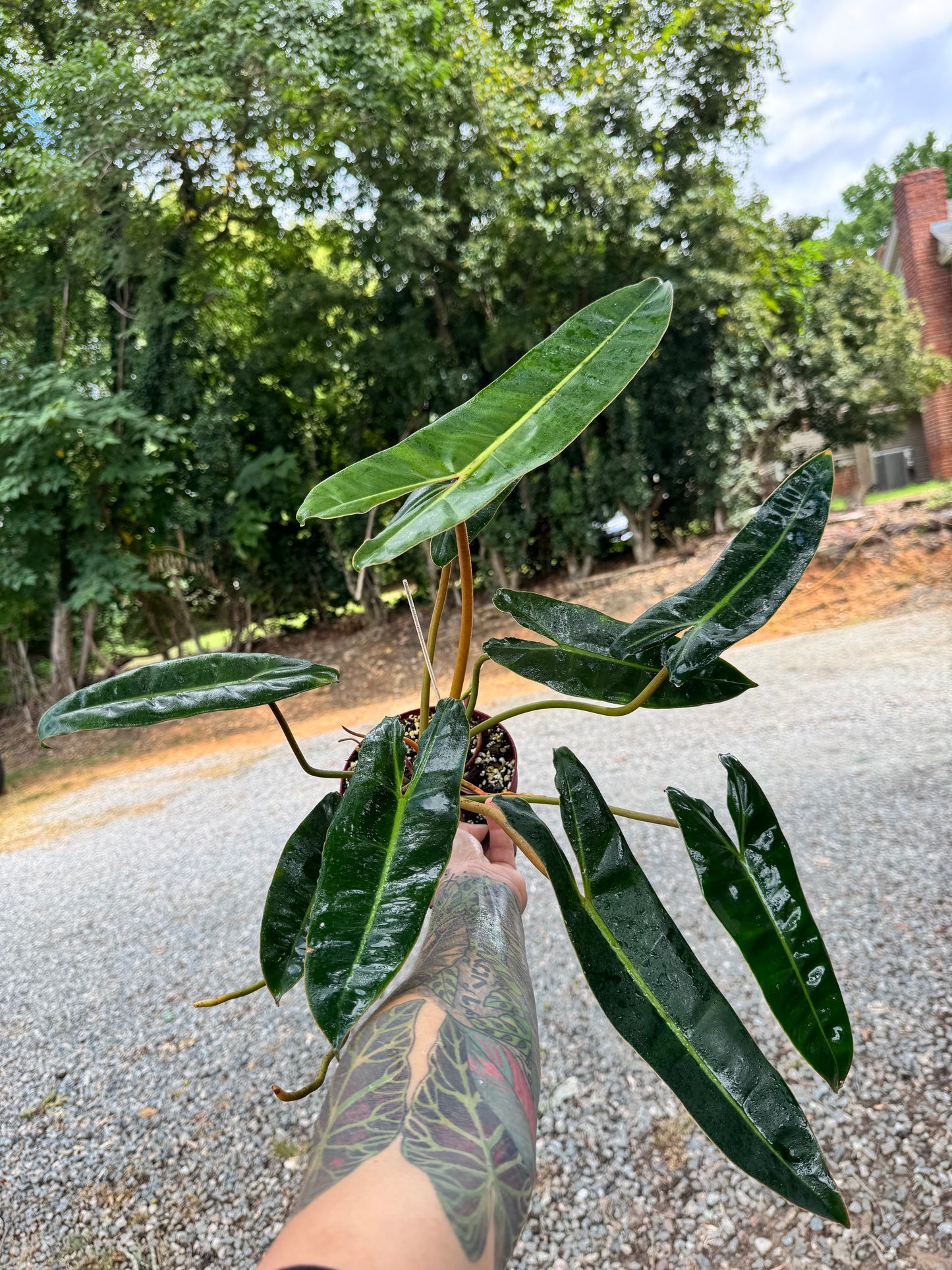 6” Philodendron Billietiae
