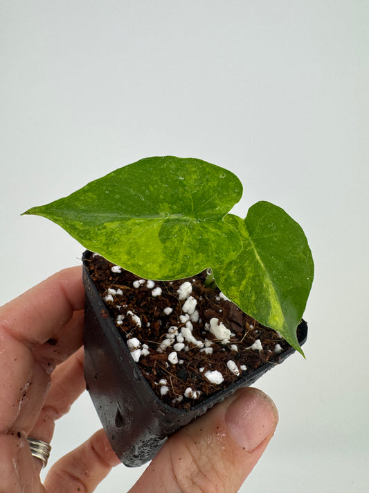 Alocasia Variegated Gagaena Aurea