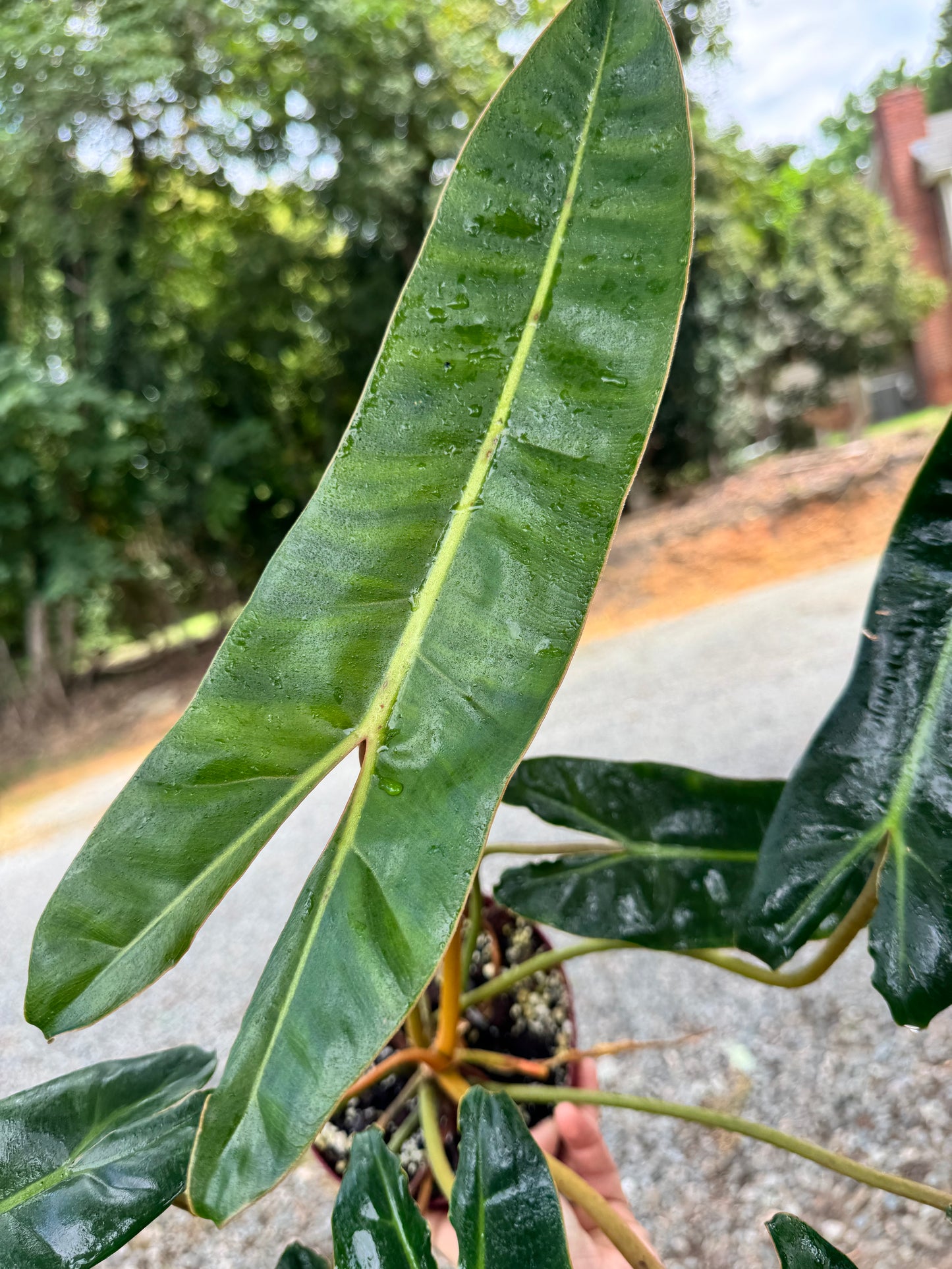 6” Philodendron Billietiae