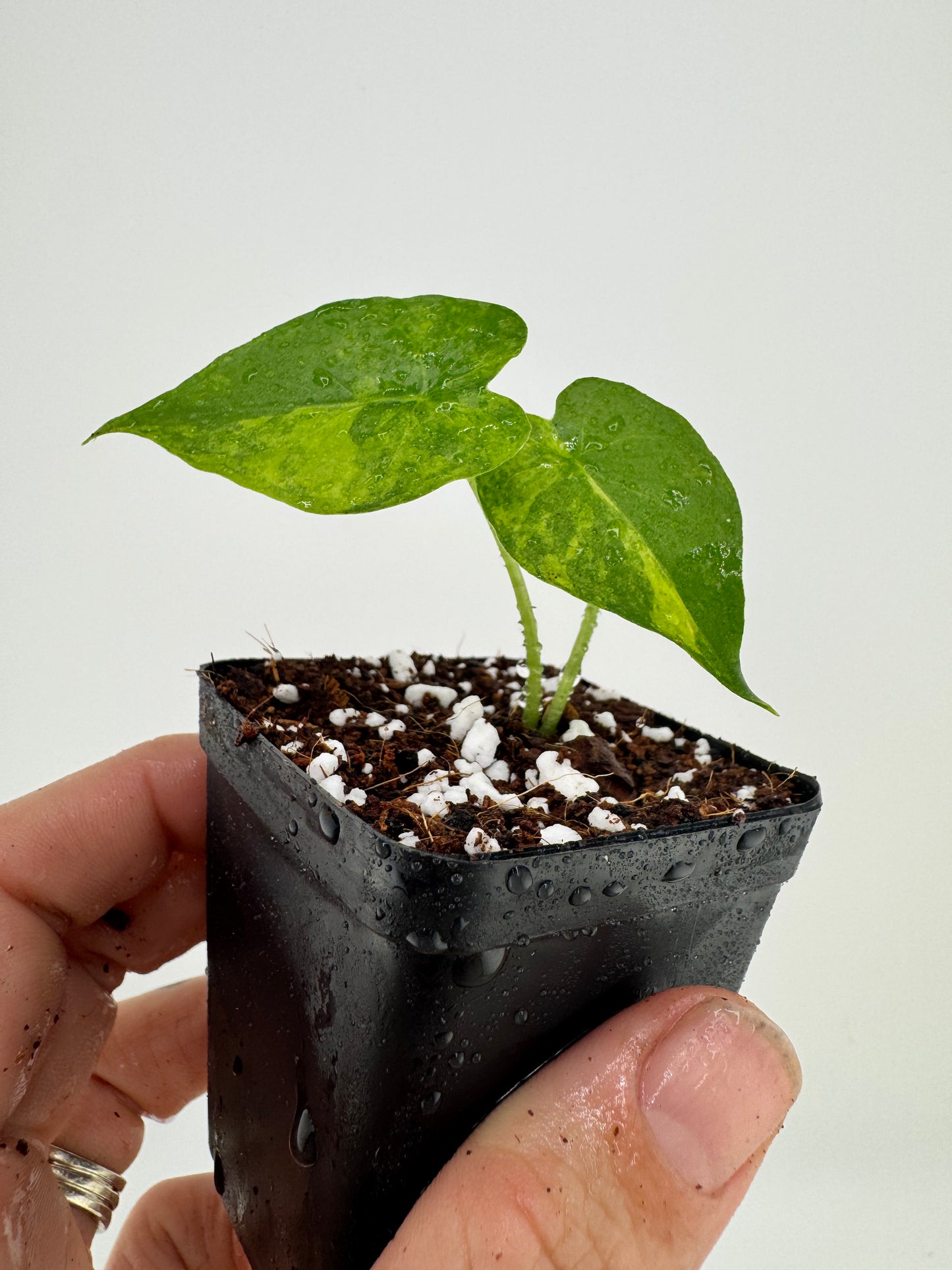 Alocasia Variegated Gagaena Aurea