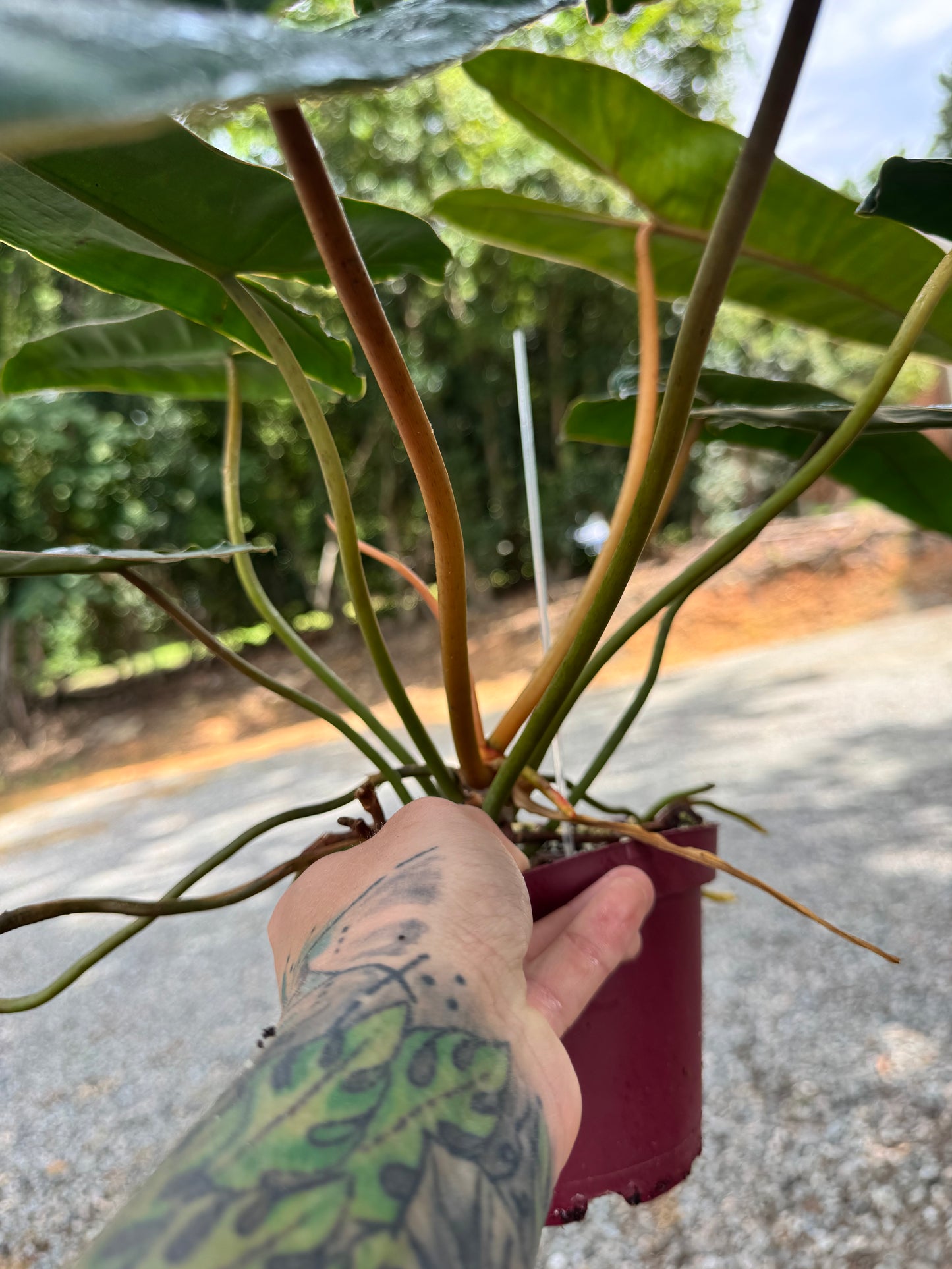 6” Philodendron Billietiae