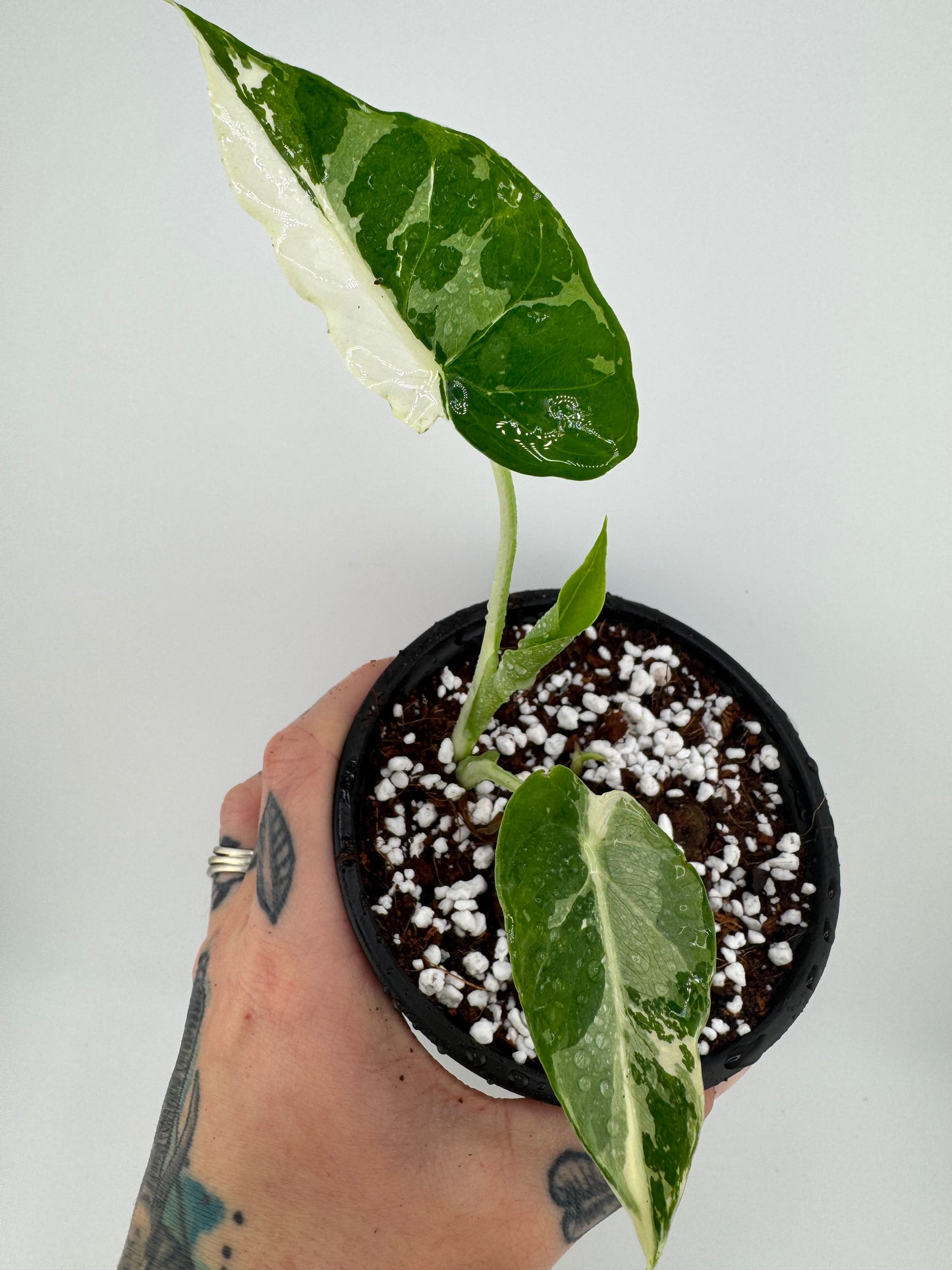 Alocasia Gagaena Albo
