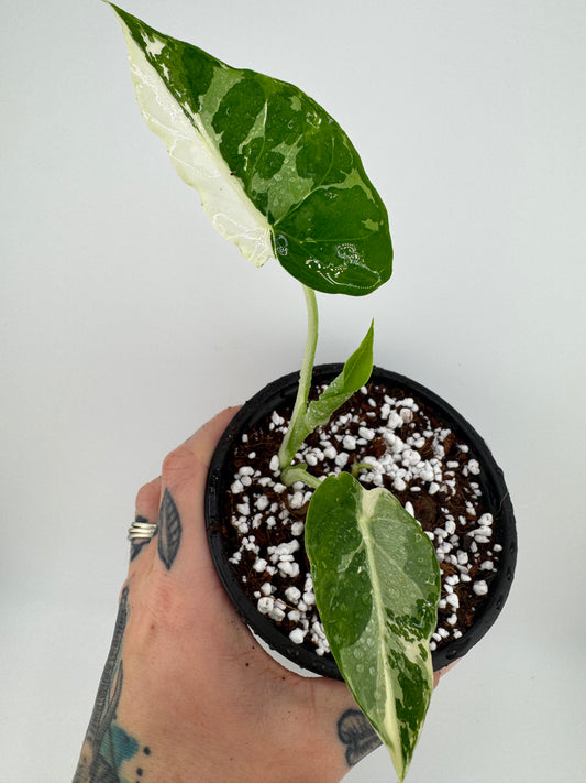 Alocasia Gagaena Albo