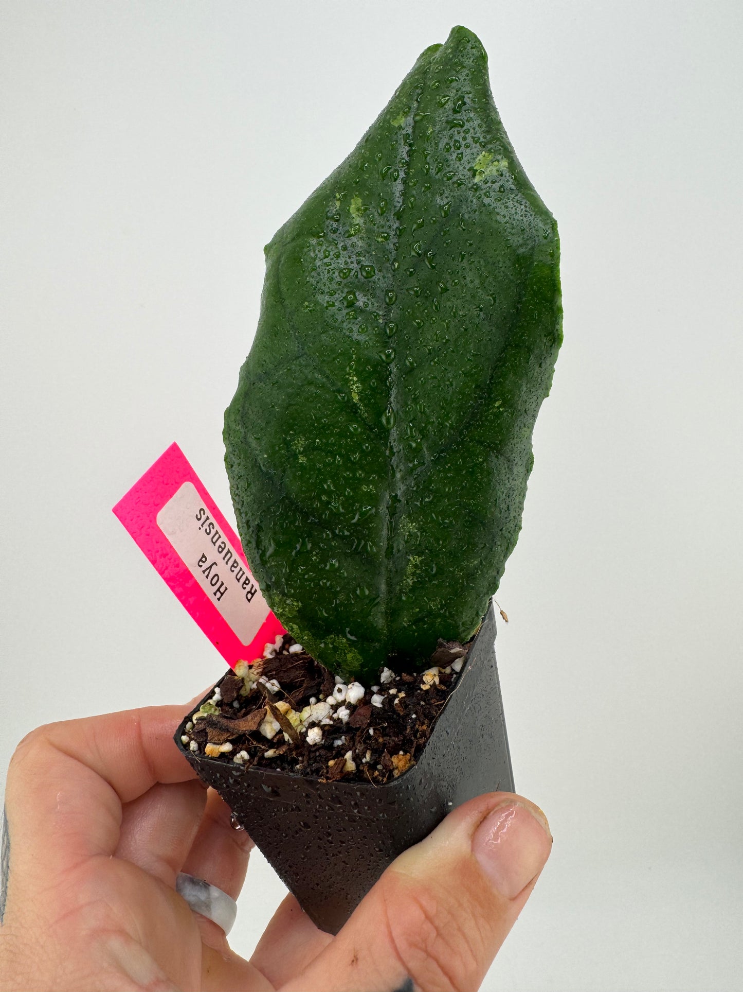 Hoya Ranauensis