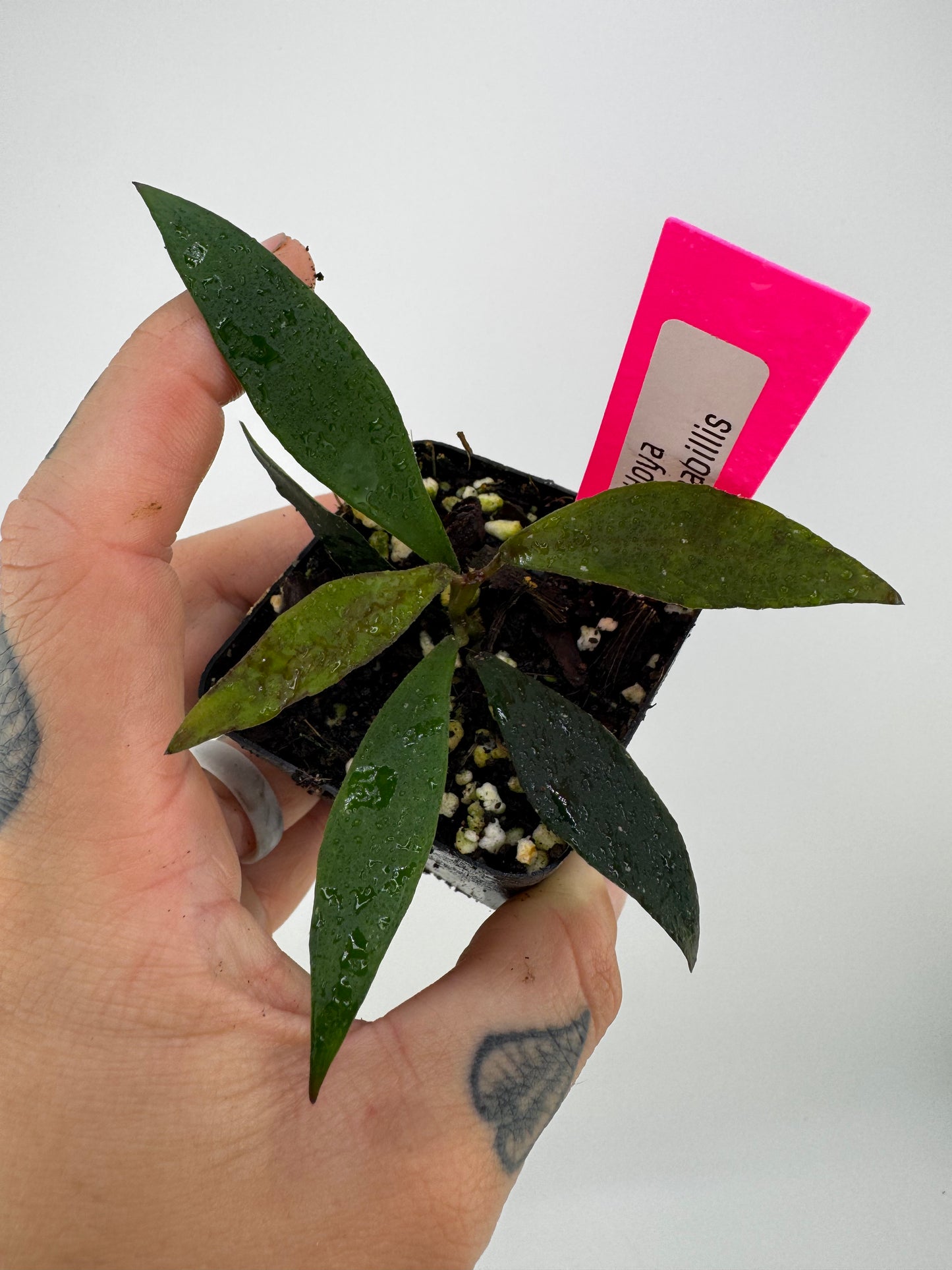 Hoya Mirabilis