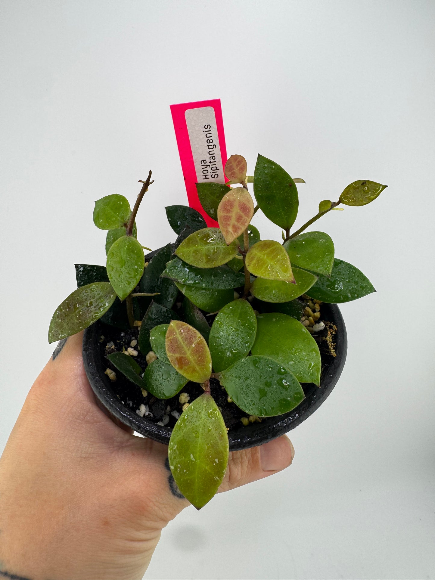 Hoya sipitangenis