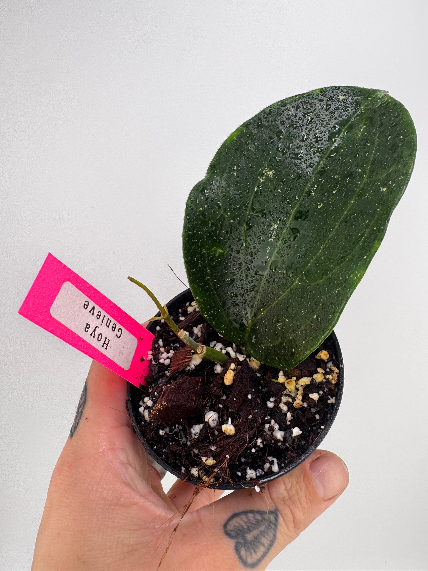 Hoya Genieve