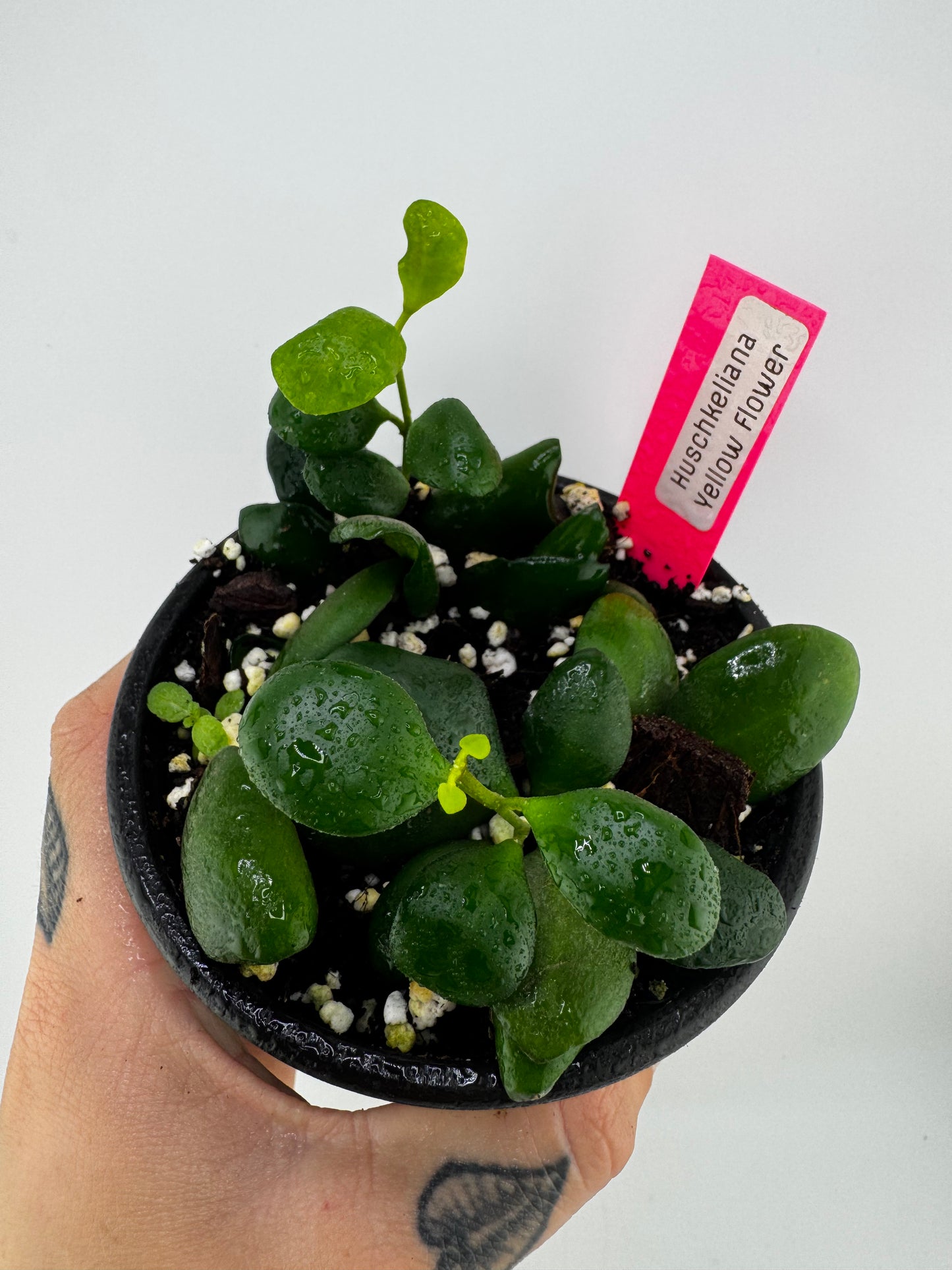 Hoya Huschkeliana yellow flower