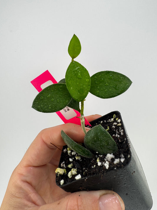Hoya nummularioides