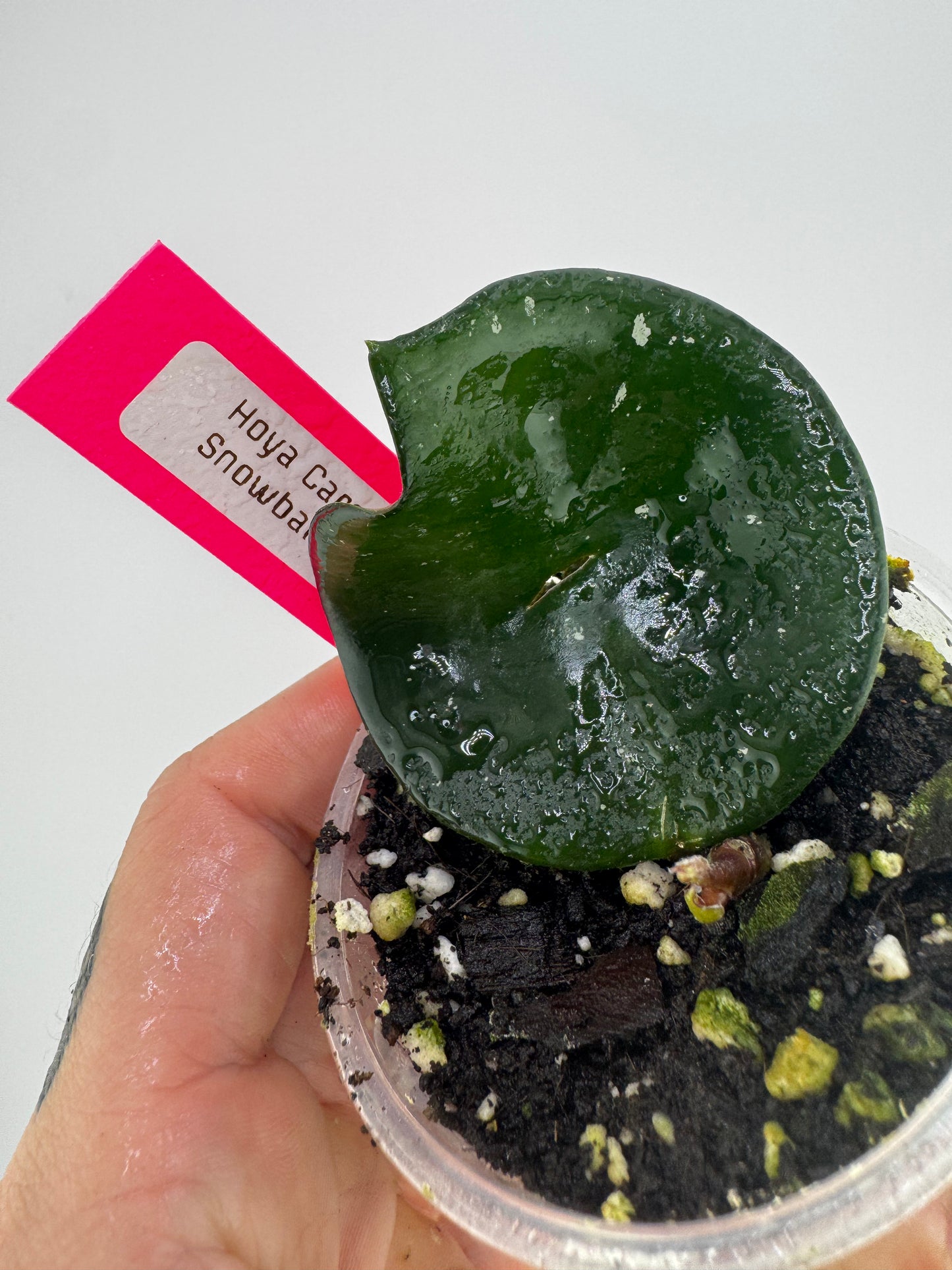 Hoya Carnosa ‘Snow Ball’