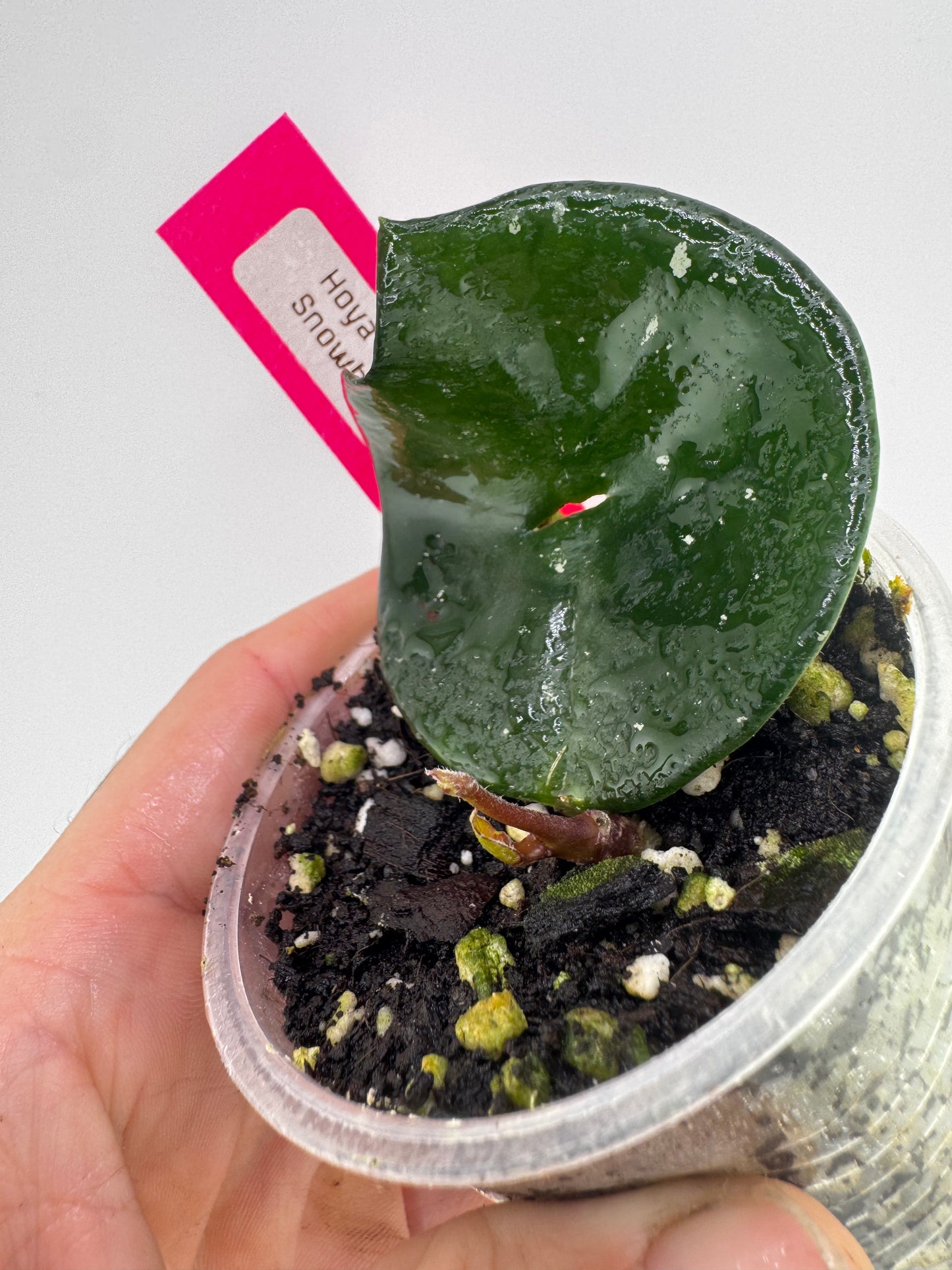Hoya Carnosa ‘Snow Ball’