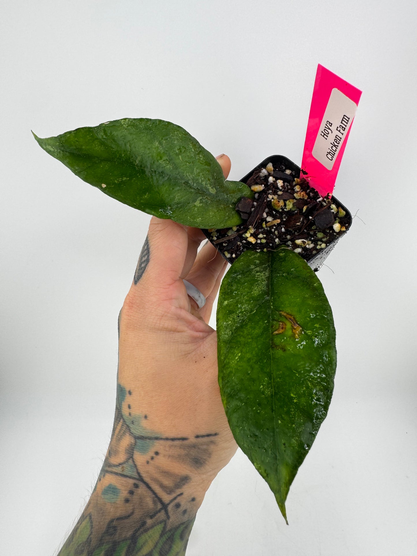 Hoya Finlaysonii ‘chicken farm’