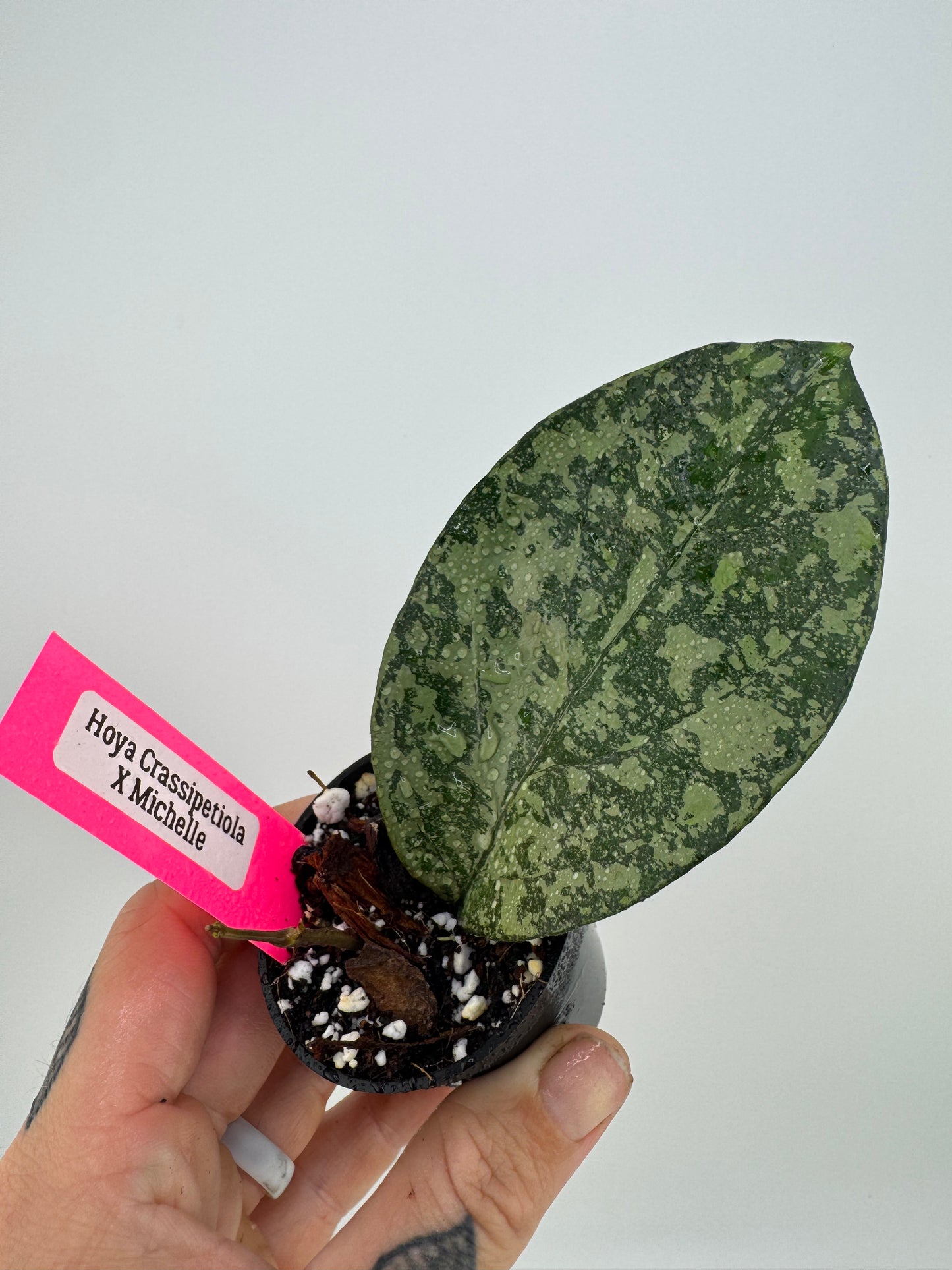 Hoya Crassipatiolata x Michele Splash (RSLH10-11)