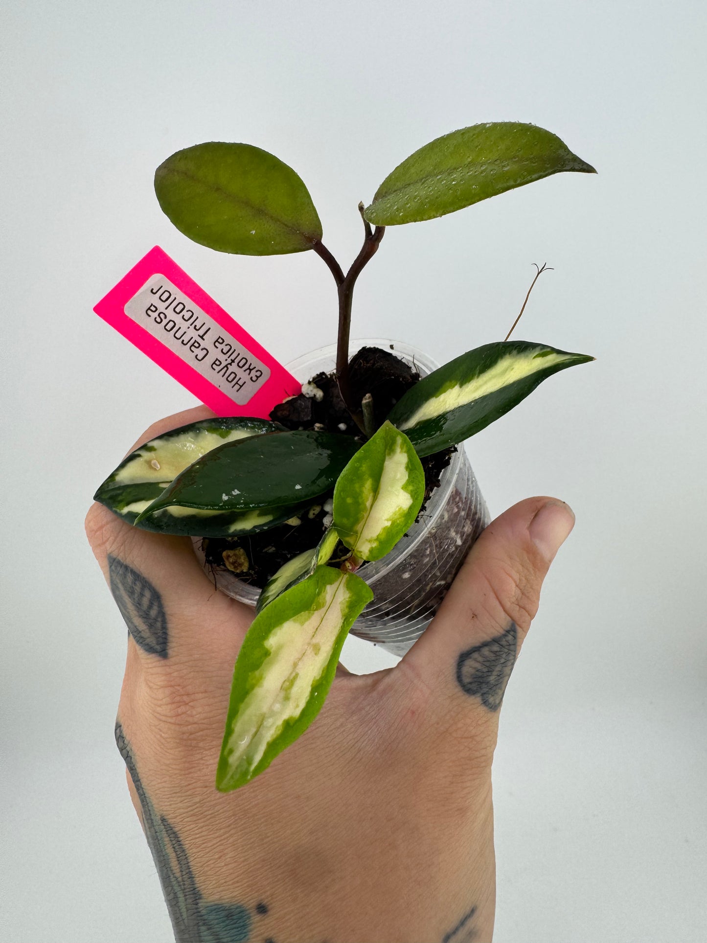 Hoya Carnosa exotica tricolor