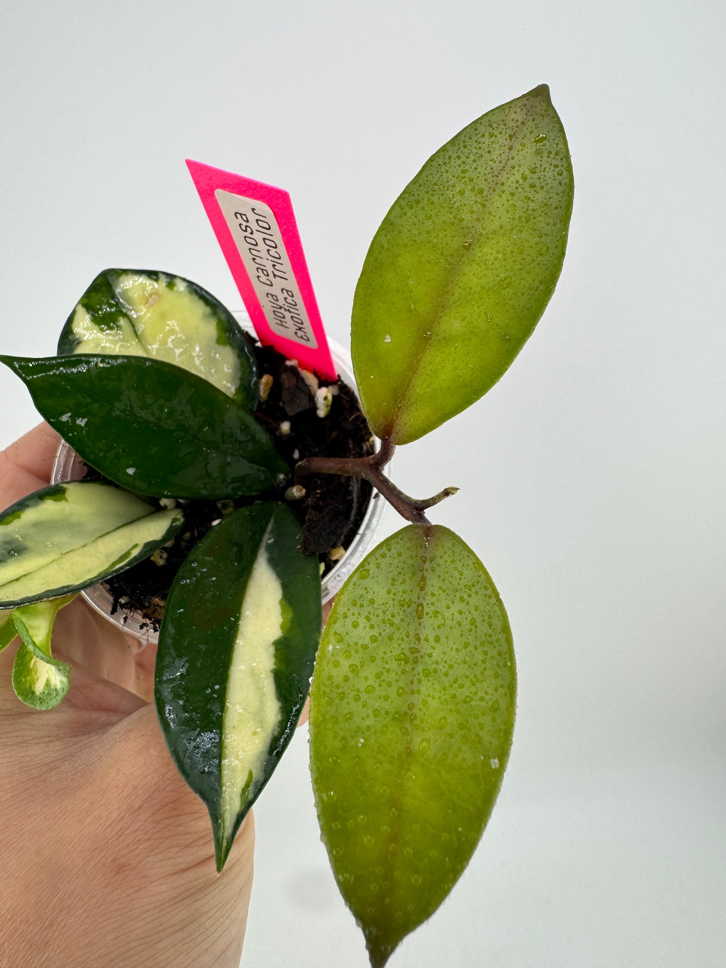 Hoya Carnosa exotica tricolor