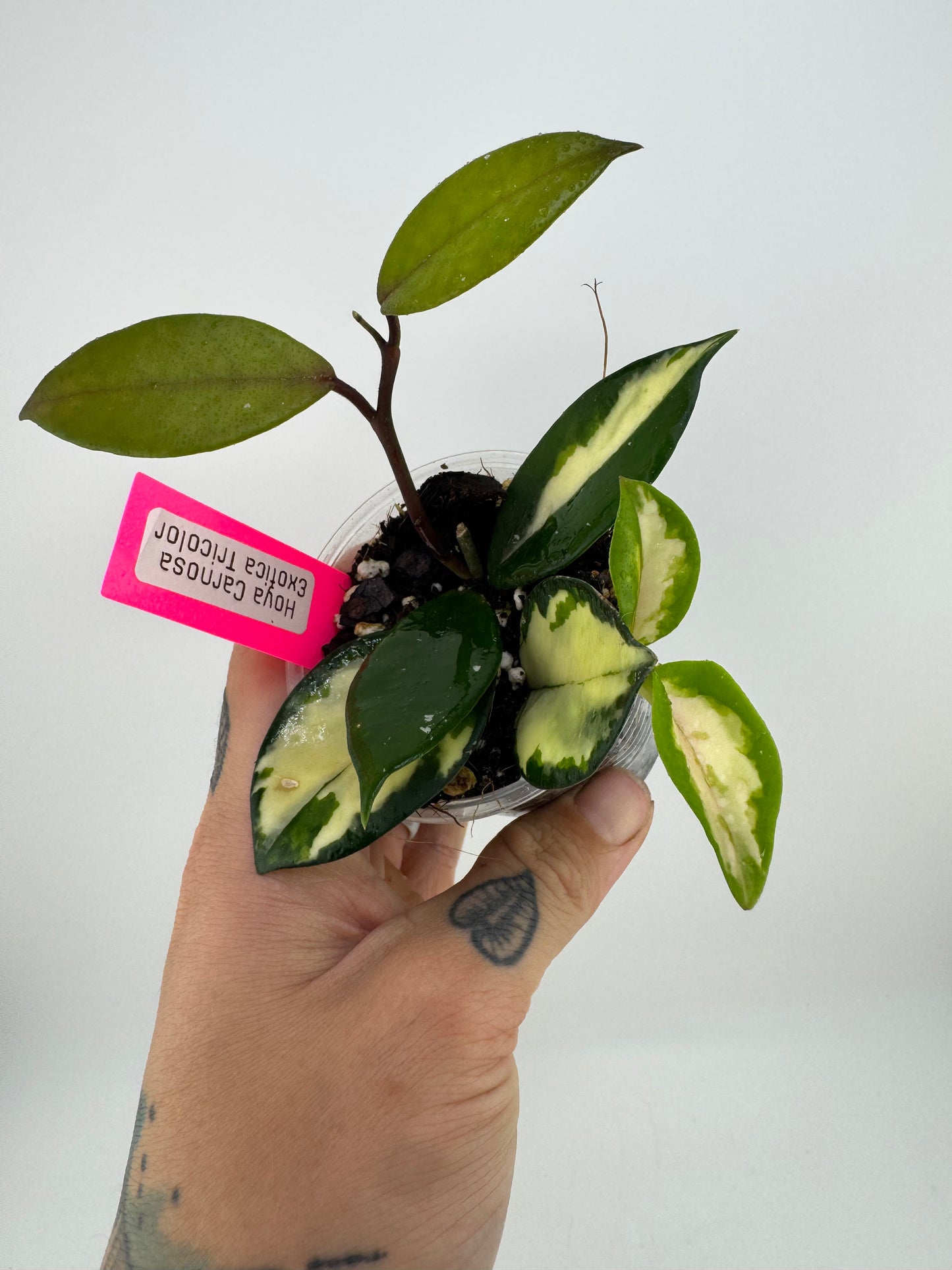 Hoya Carnosa exotica tricolor