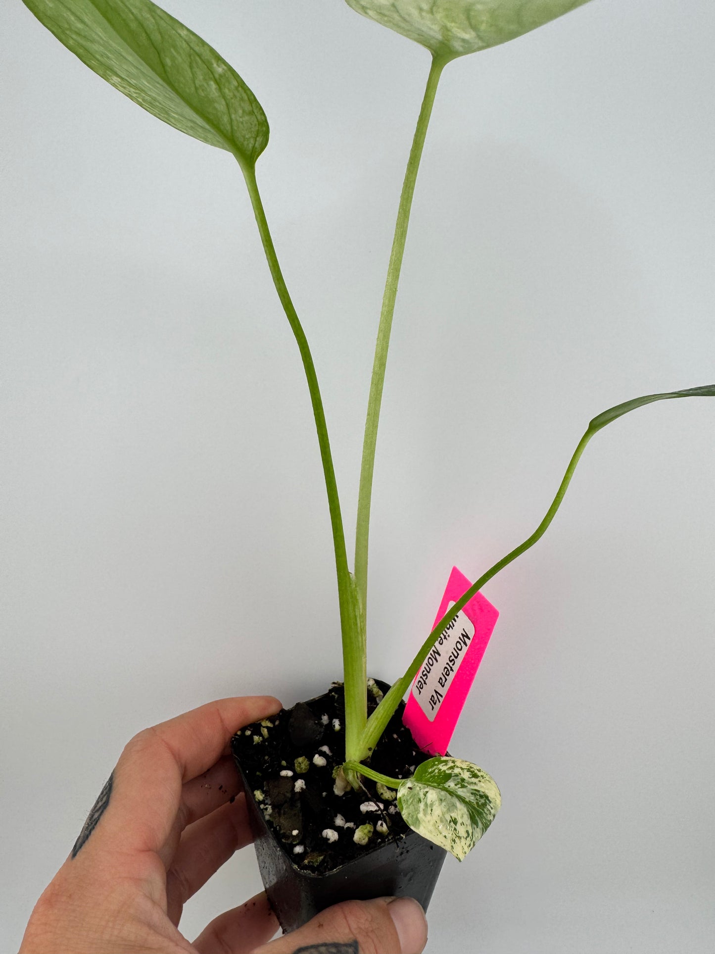 Monstera Deliciosa Mint ‘white monster’ Variegated #2