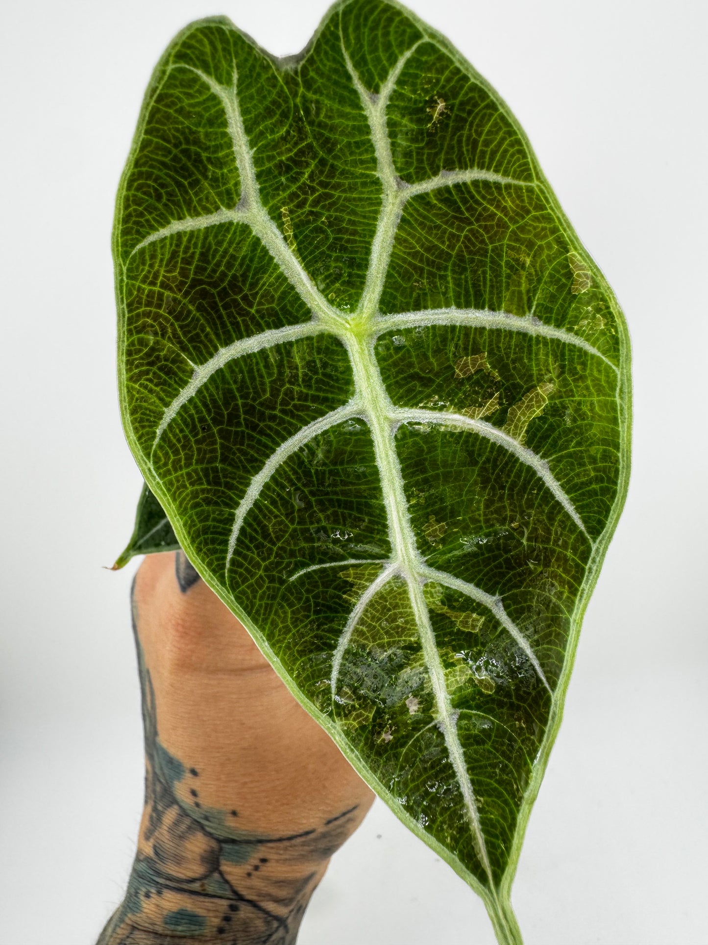 Alocasia Watsoniana Pink Variegated